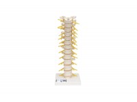 5-częściowy model kręgów z kością krzyżową - 1019510 3b scientific modele anatomiczne 5